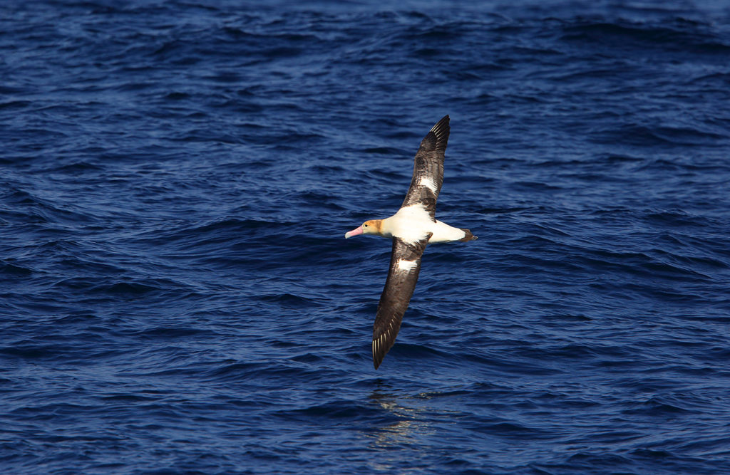 Short-tailed Albatross