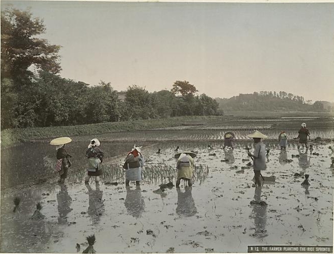 Farmers Planting the Rice, 1890s, Hand-colored albumen print