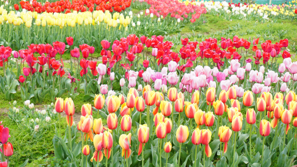 Nagasaki tulips