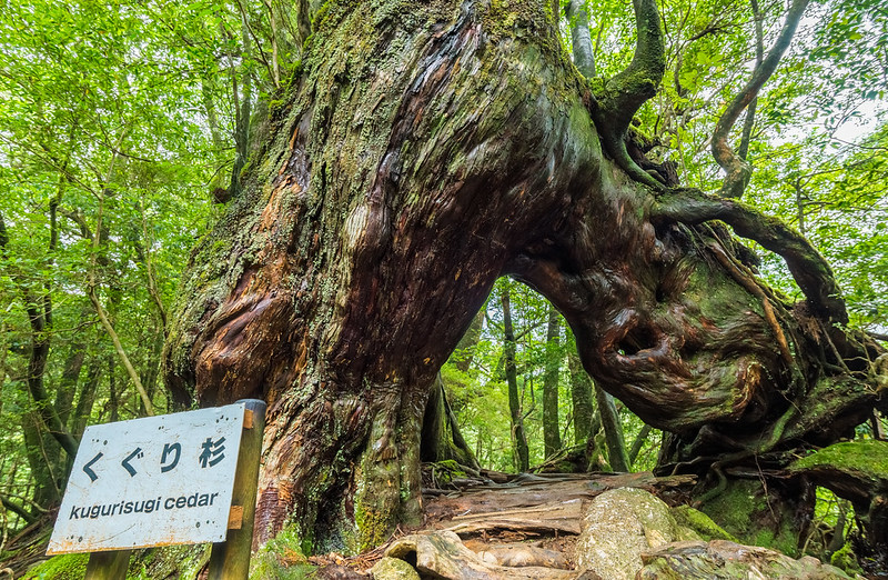 Kuguri-sugi in Shiratani Unsuikyo Ravine