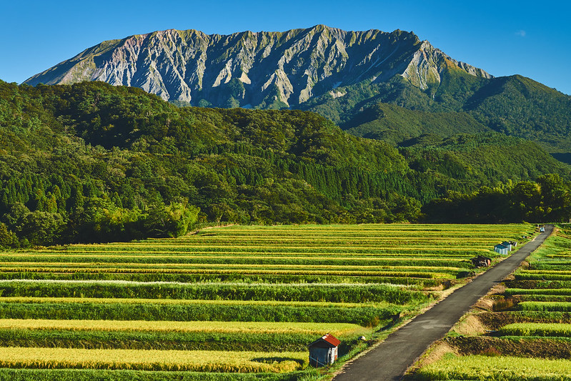 Rice fields at the foot of Mount Daisen