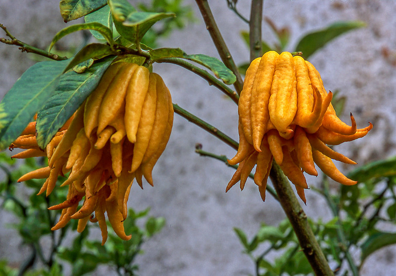 Buddha's Hand