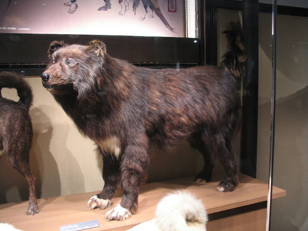 Stuffed Sakhalin Husky "Jiro" at National Museum of Nature and Science